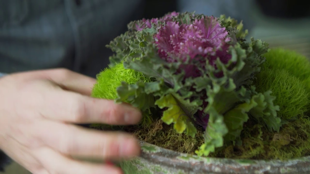Succulents 101