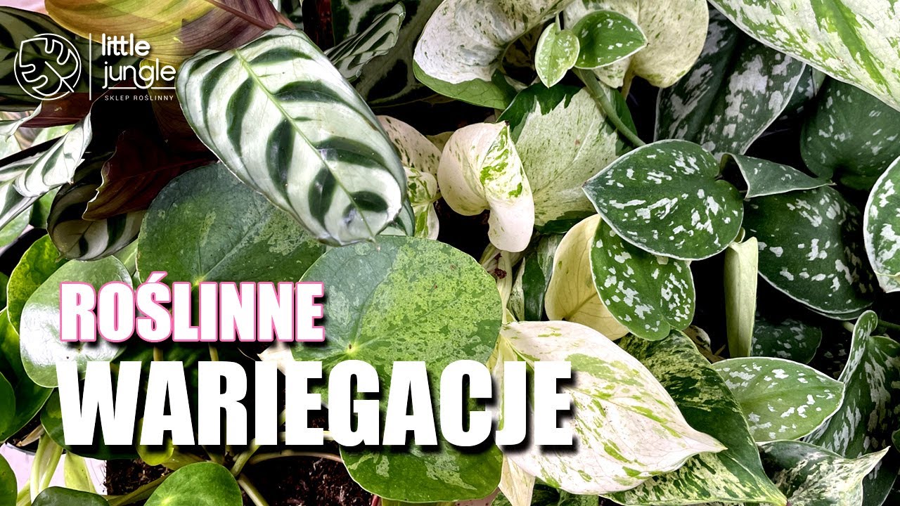 ROŚLINNE WARIEGACJE😍👌🪴 - Czyli to, co kochamy najbardziej 😘Kwiaty domowe. Rośliny doniczkowe.