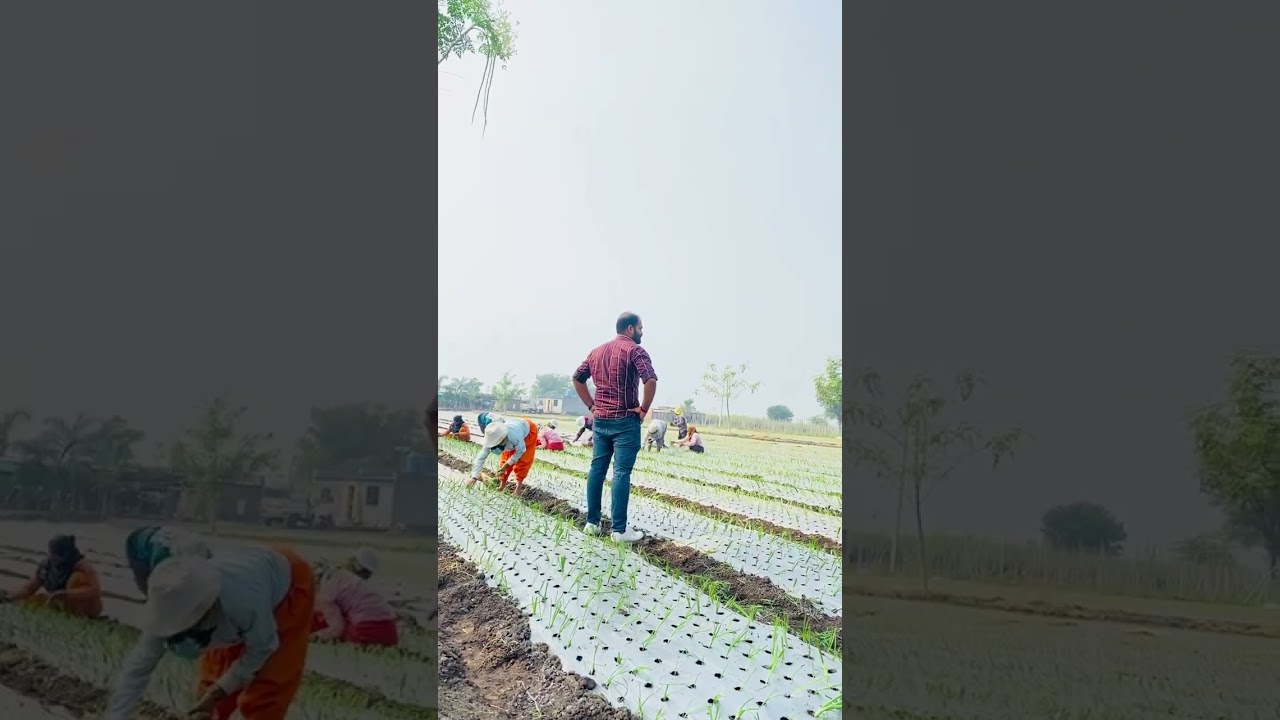 Akshay Patil mulching paper onion. #royal farmer #farmer #india #maharashtra Ak patil