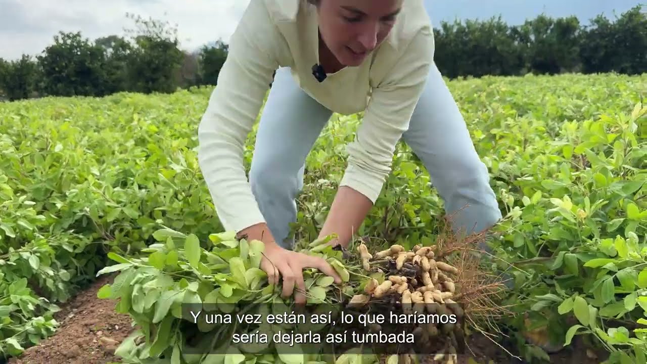 Chica joven recupera el cultivo del cacahuete en España 
