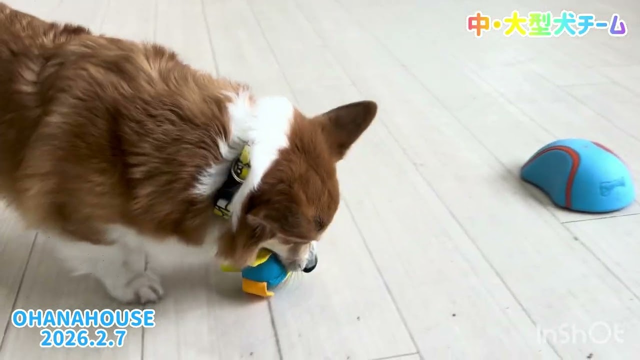 広場あそび（中・大型犬チーム）