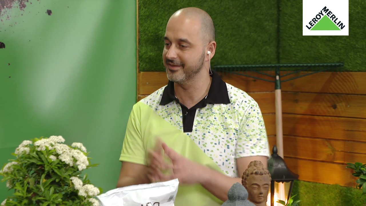 Como cuidar do seu bonsai - Brico-aula | LEROY MERLIN