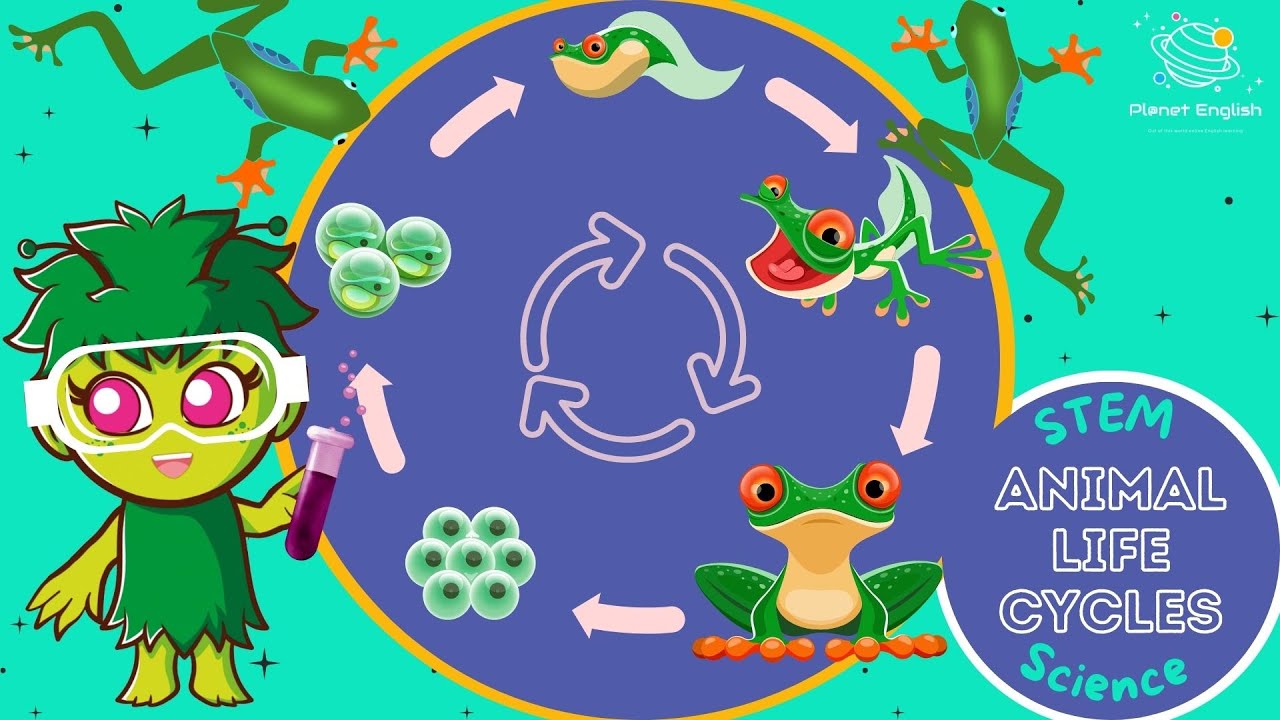 Life Cycles | KS1 Science | STEM and Beyond