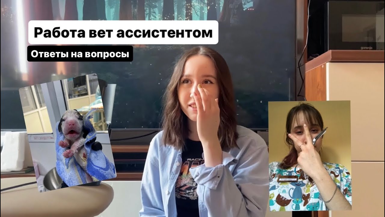 Работа ассистентом ветеринара. Кто это и что он делает?