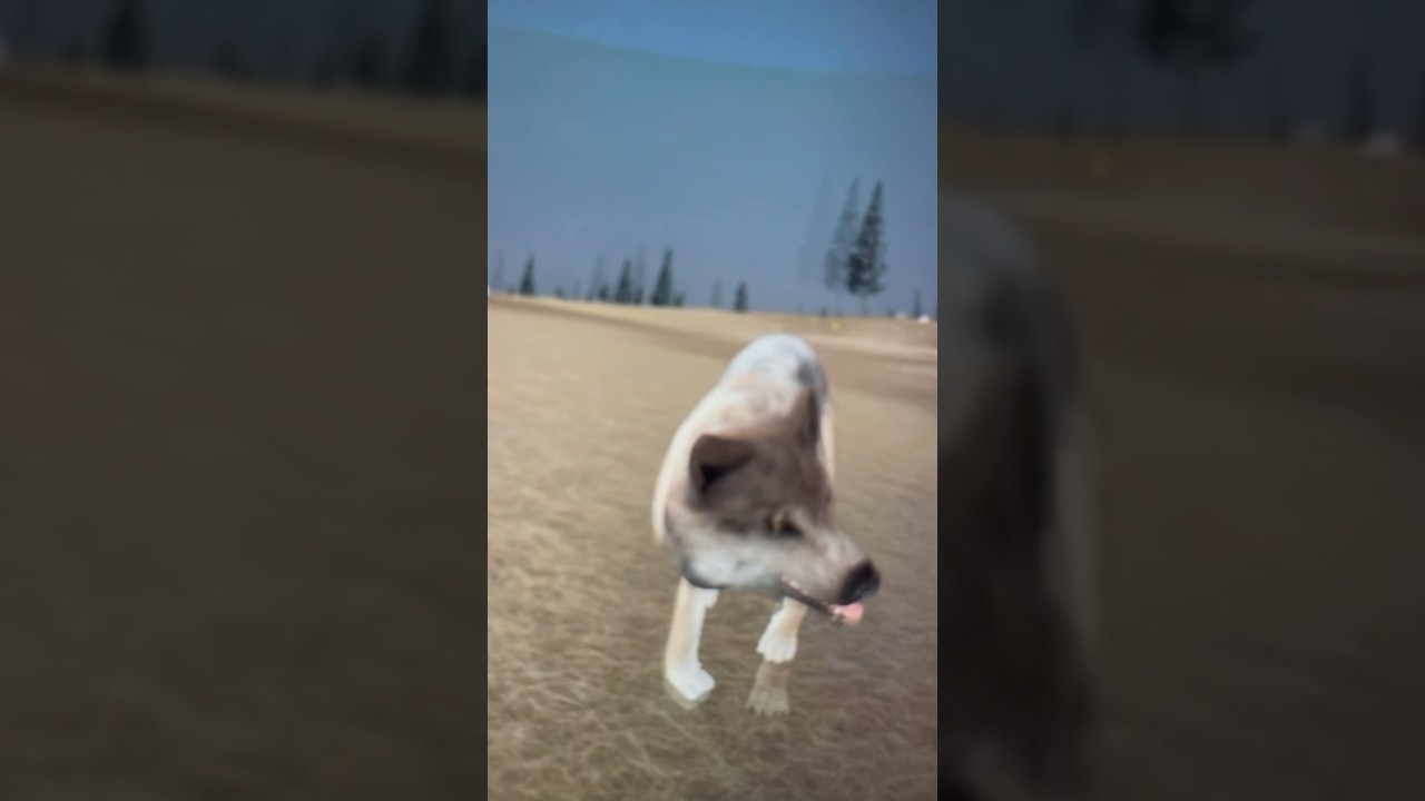WolfQuest edit thing I made :P #wolfquestanniversaryedition #wolfquest3 #wolfquestae #wolfquest