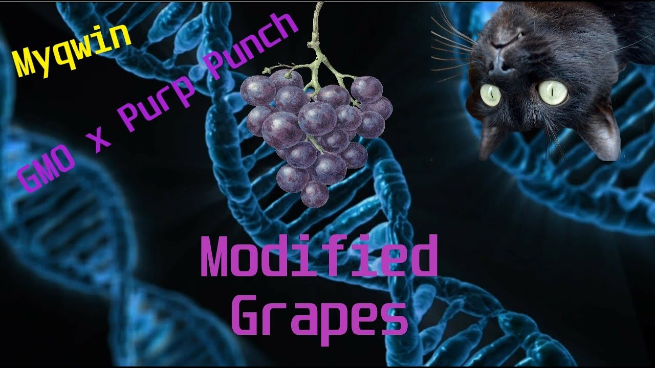 Myqwin Modified Grapes