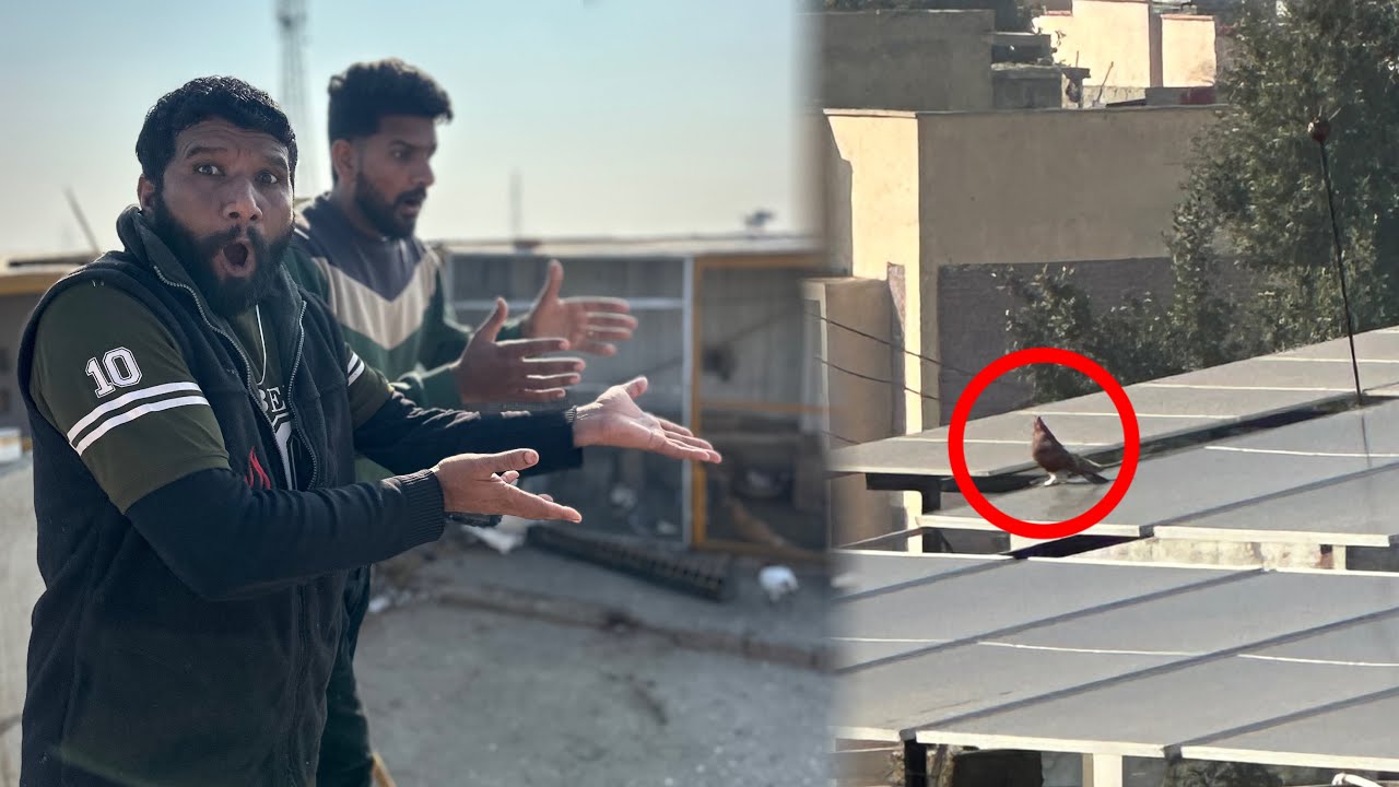 Aaj 1 racer kabutar utar liya or 10 kabutaron ko open kar diya 😱😳
