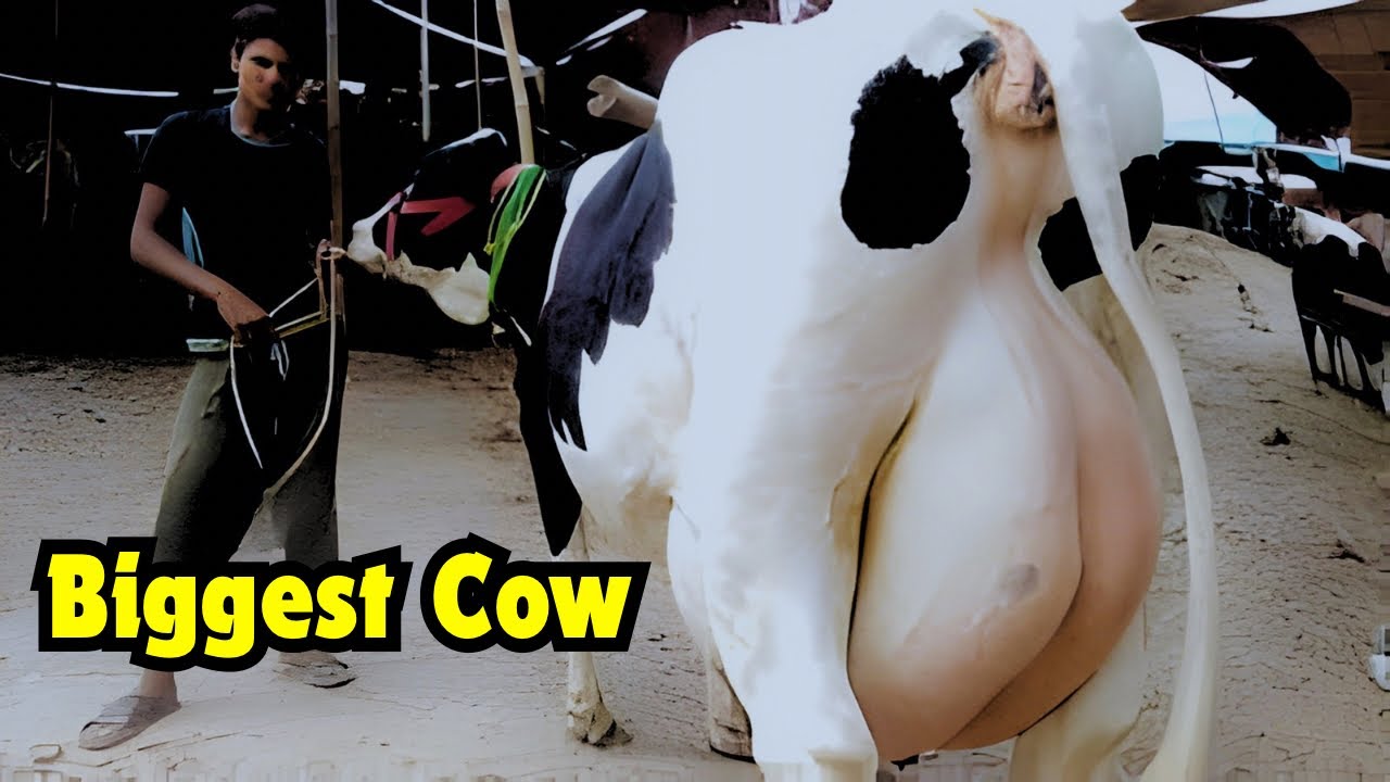 Today Malumor Mandi Jhang Update | Cows Fresh Rates Update | Cow Mandi 2026