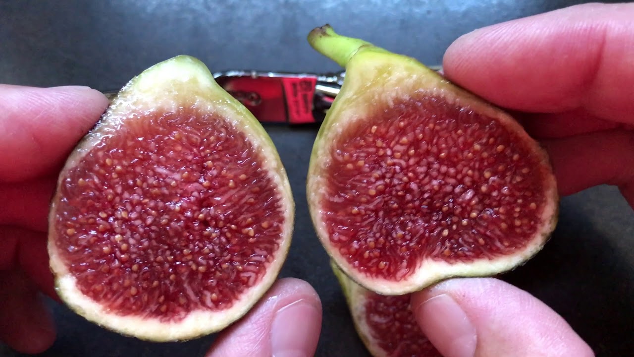 french fig farm: Planera