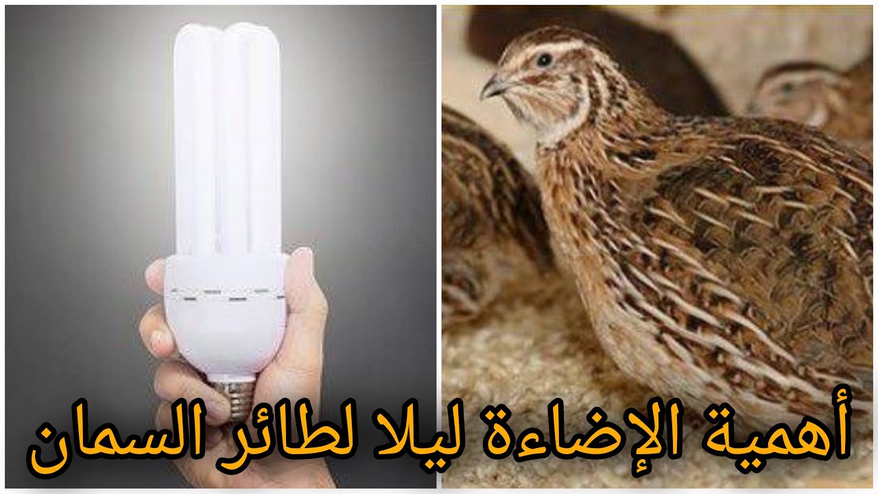 فوائد الإضاءة ليلا لطائر السمان مع الطريقة الصحيحة و لون اللمبة.