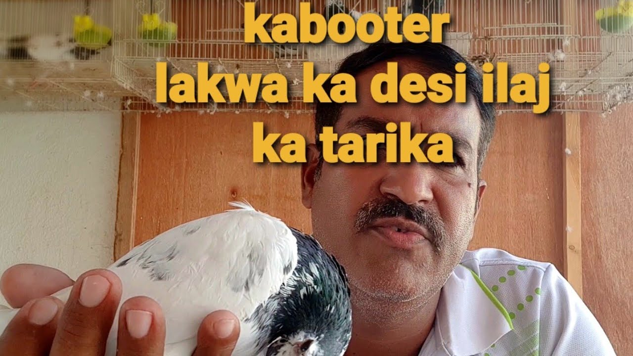 lakwa kabooter ka desi ilaj || kabooter ka lakwa thik kaise karien || dubai pigeon club
