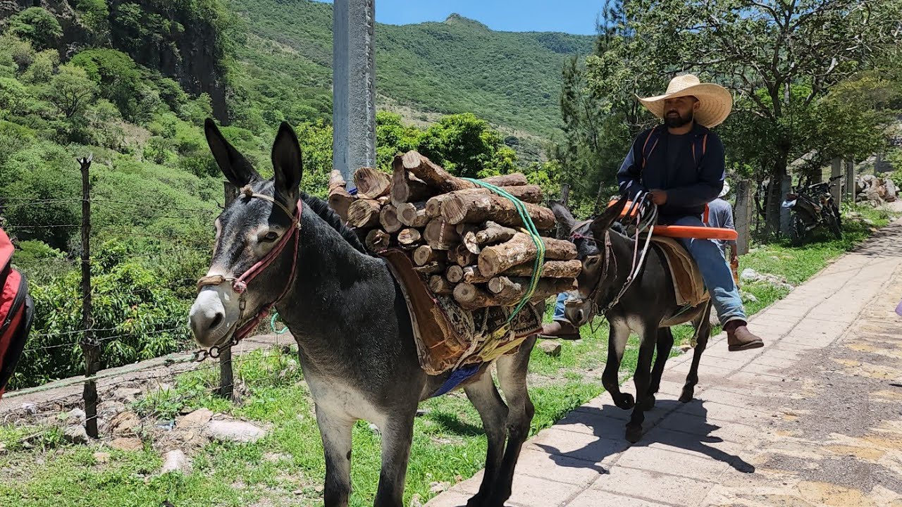 CORTANDO MANGOS| COMUNIDAD DE MAGALLANES