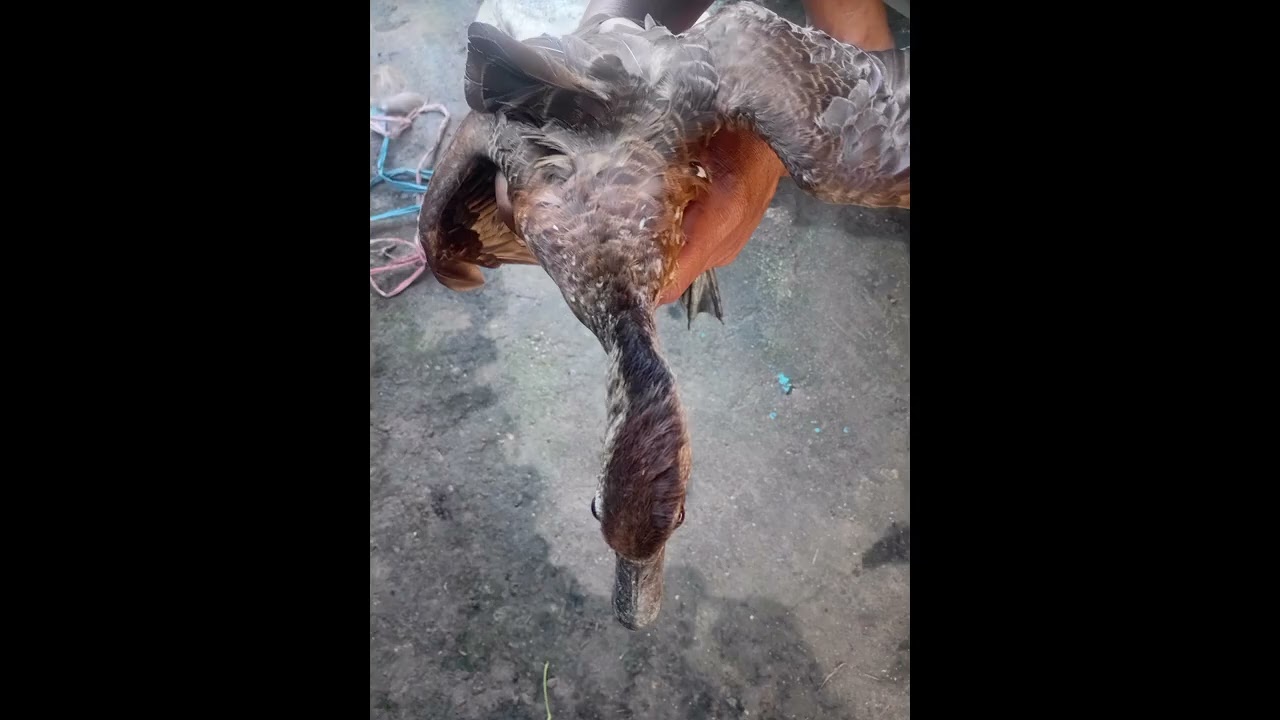 Pikat belibis poin suara jernih di jamin ngumpul