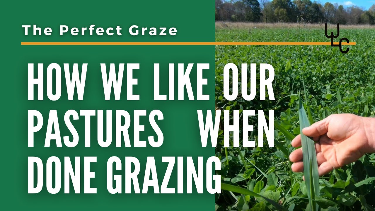 The Perfect Graze. How a pasture should look when done grazing.