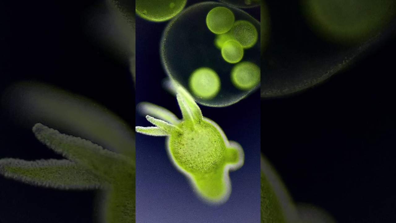 Immortal Animals? Nature&rsquo;s Real-Life Regenerators 🧬  #ImmortalAnimals #Regeneration #NatureFacts