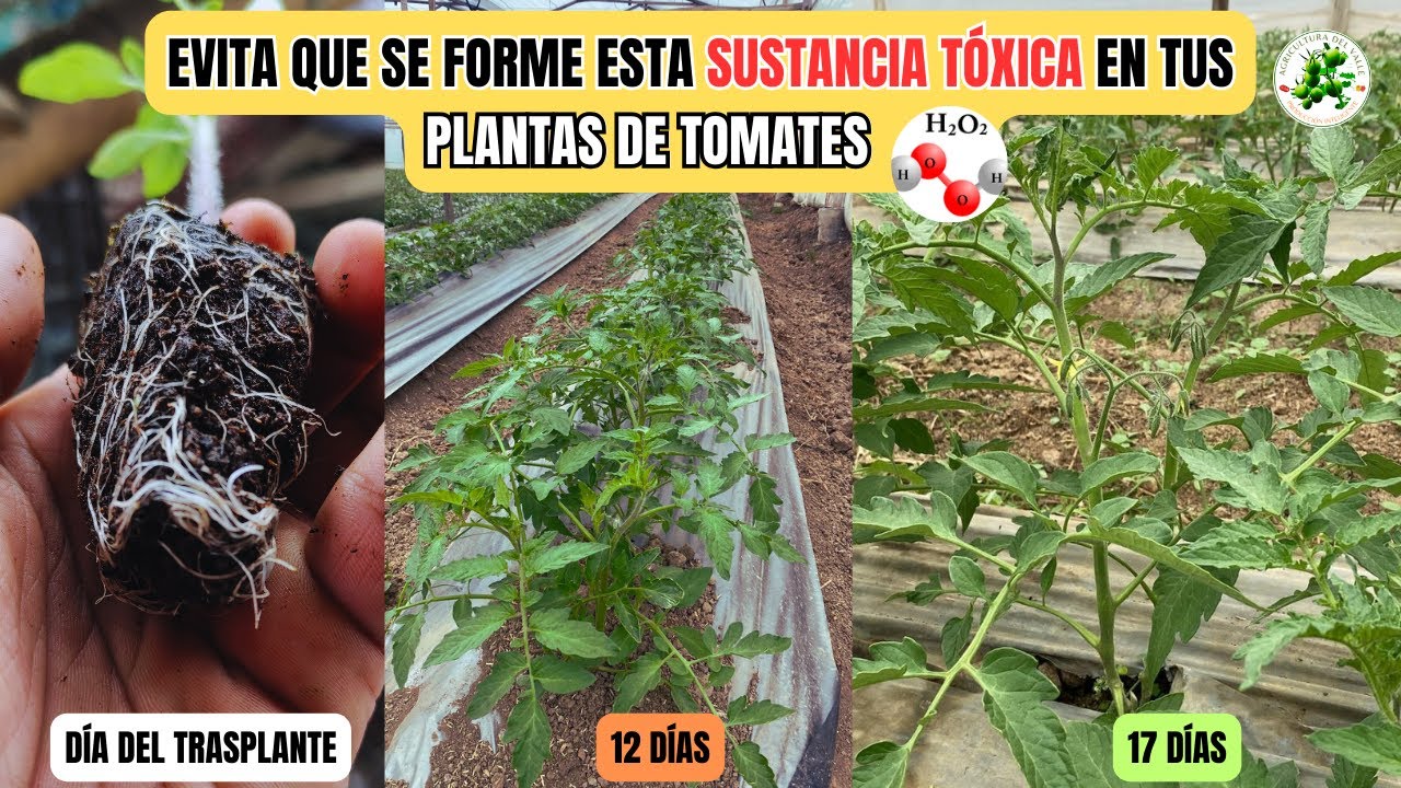 Estos son los MEJORES PROCESOS para el Día De La Siembra en CULTIVOS DE TOMATES