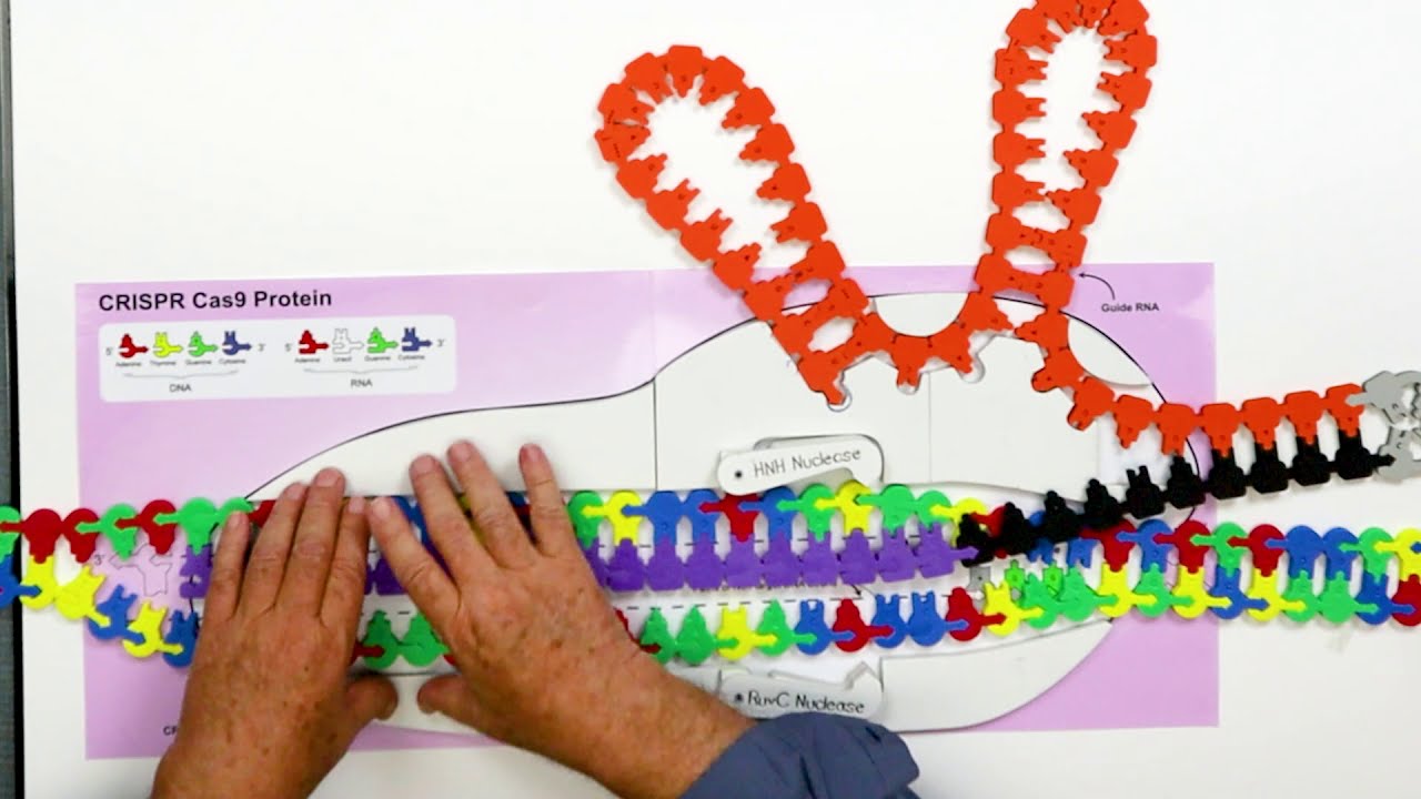 CRISPR/Cas9 System