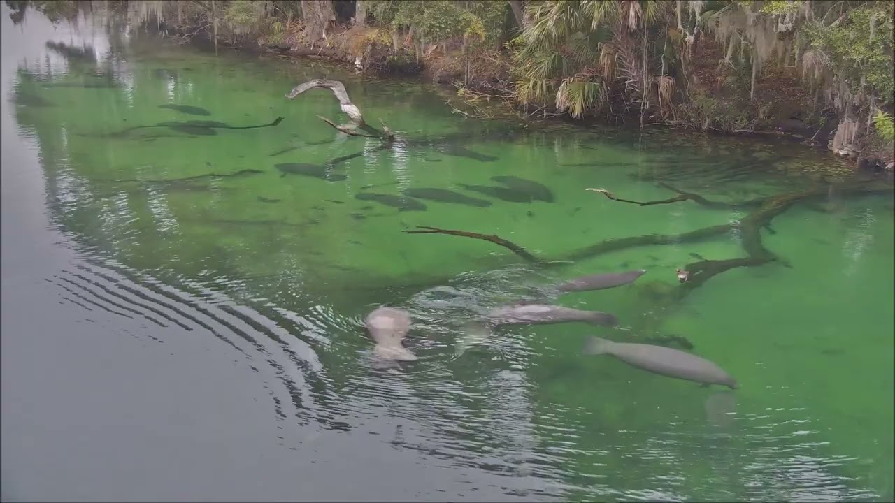 Large manatee group at Blue Spring