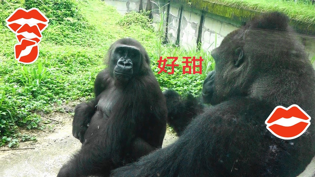 迪亞哥與Iriki 好甜 SO SWEET一切盡在不言中 20210429