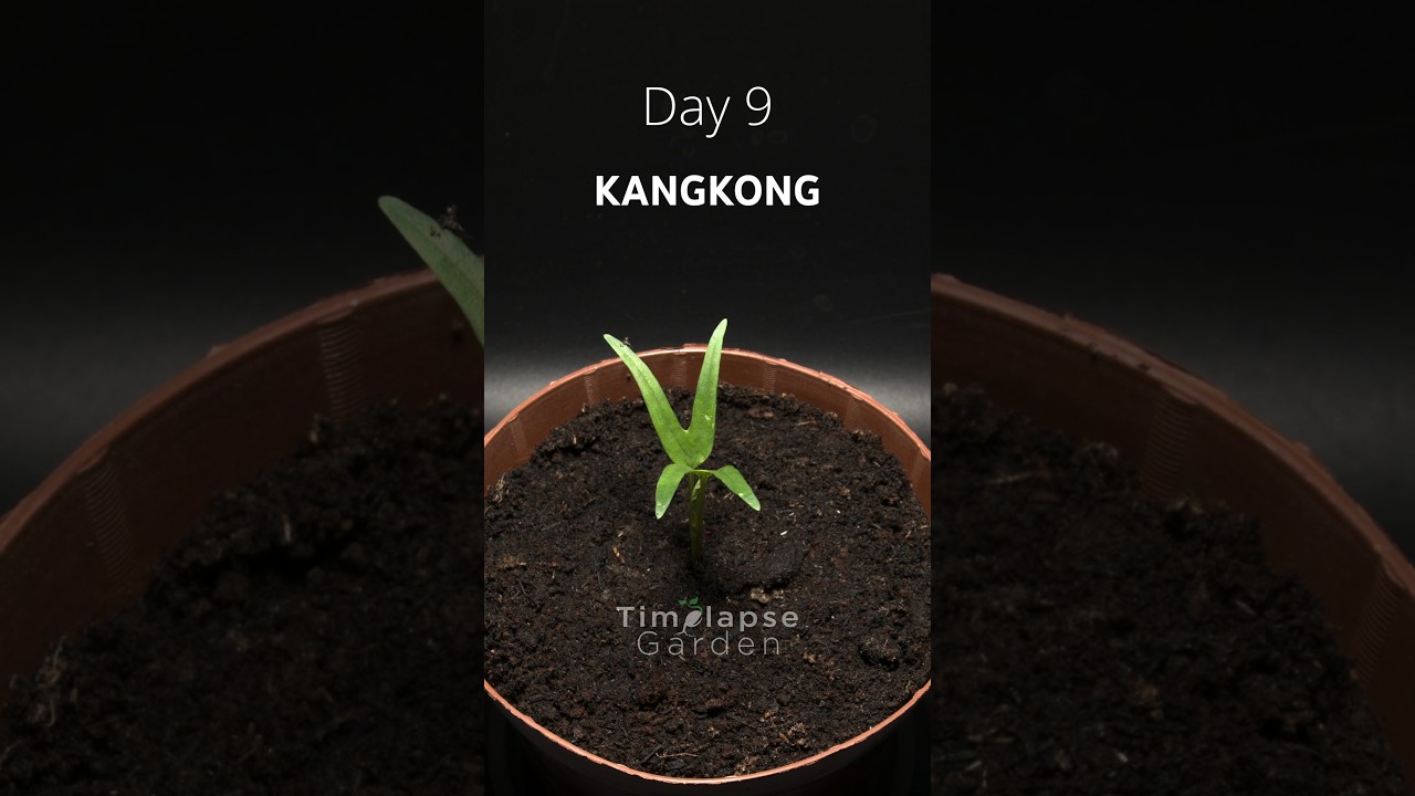 Growing Kangkong / Water Spinach from Seed
