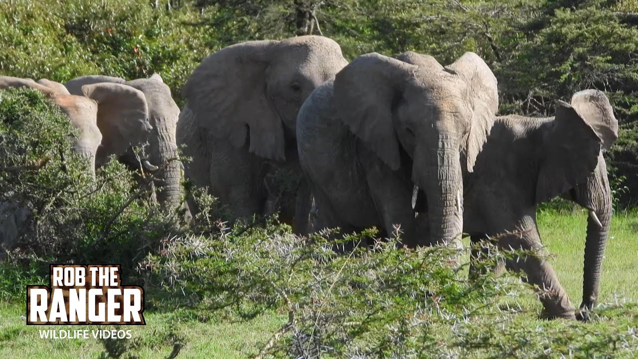 Lots Of Elephants On The Move | Lalashe Mara Ripoi Safari