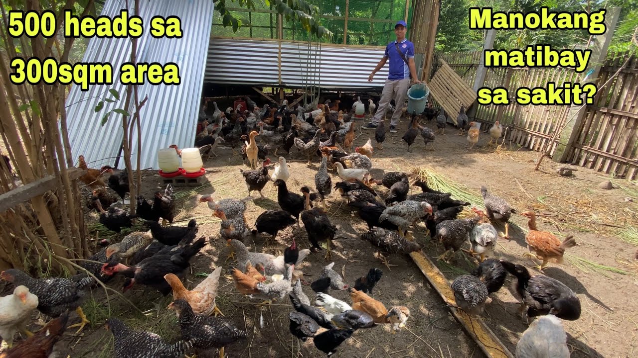 500 HEADS SA 300 SQM NA AREA | DISKARTE SA PAGBENTA NG MARAMI | MANOKANG MATIBAY SA SAKIT | GENSAN