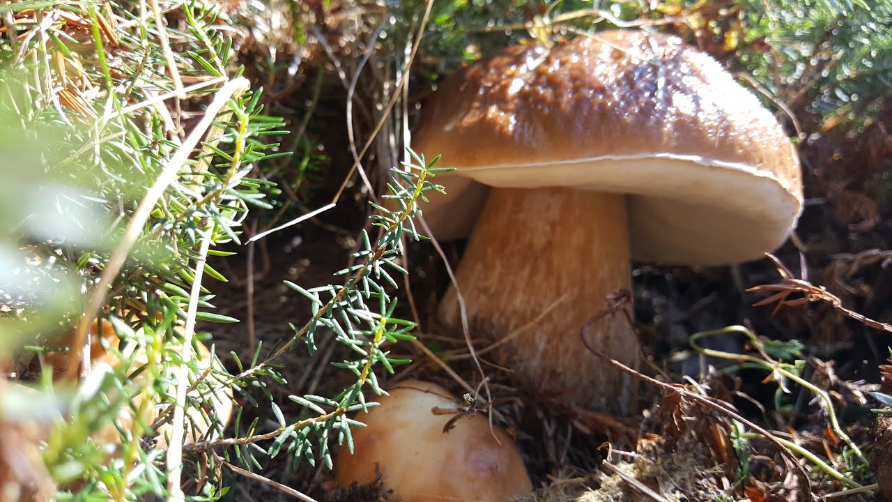 Porcini d'abetaia