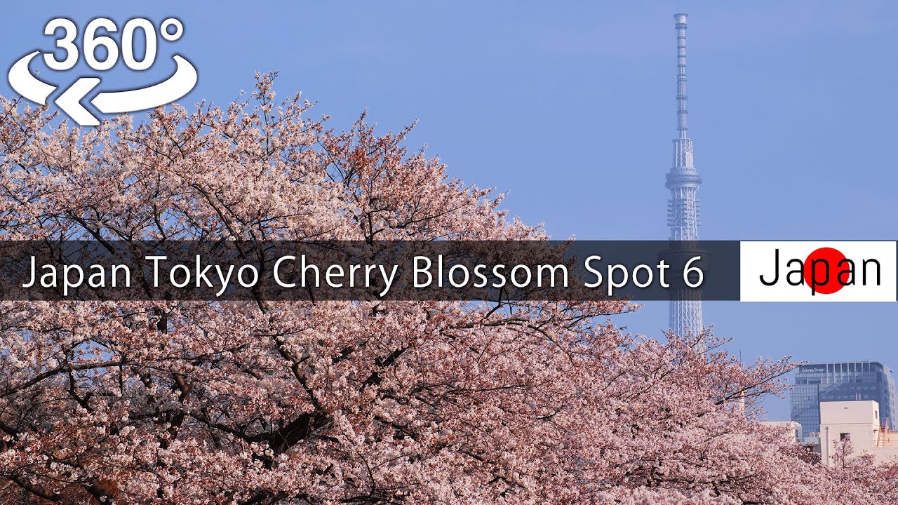 【360°video】Japan Tokyo Cherry Blossom Spot 6（sakura) 東京の桜名所6選　上野公園,千鳥ヶ淵,目黒川,呑川,神田川,隅田川【5K VR】