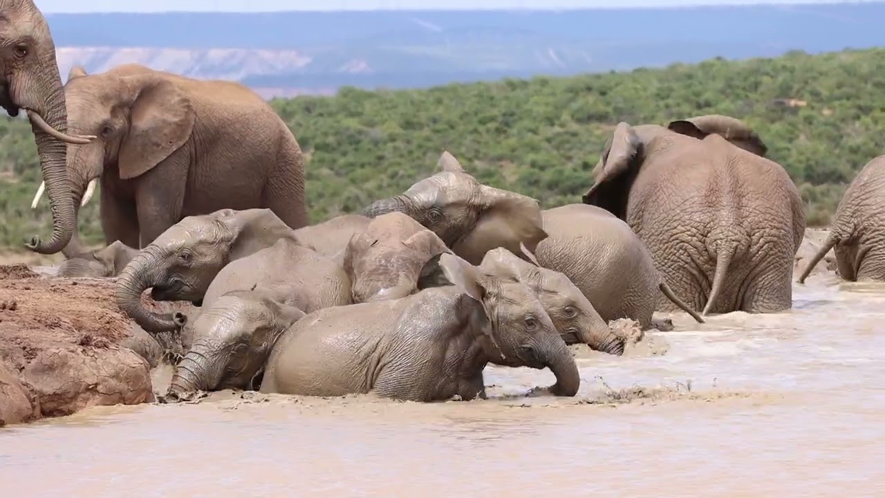 Elephants at the water hole