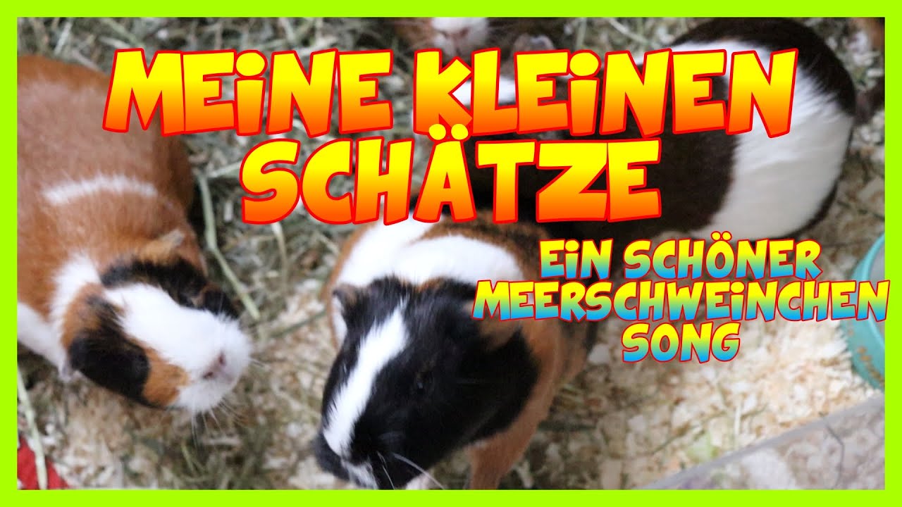 Meine kleinen Schätze 🐹💖 | Der süßeste Song für Meerschweinchen-Fans!