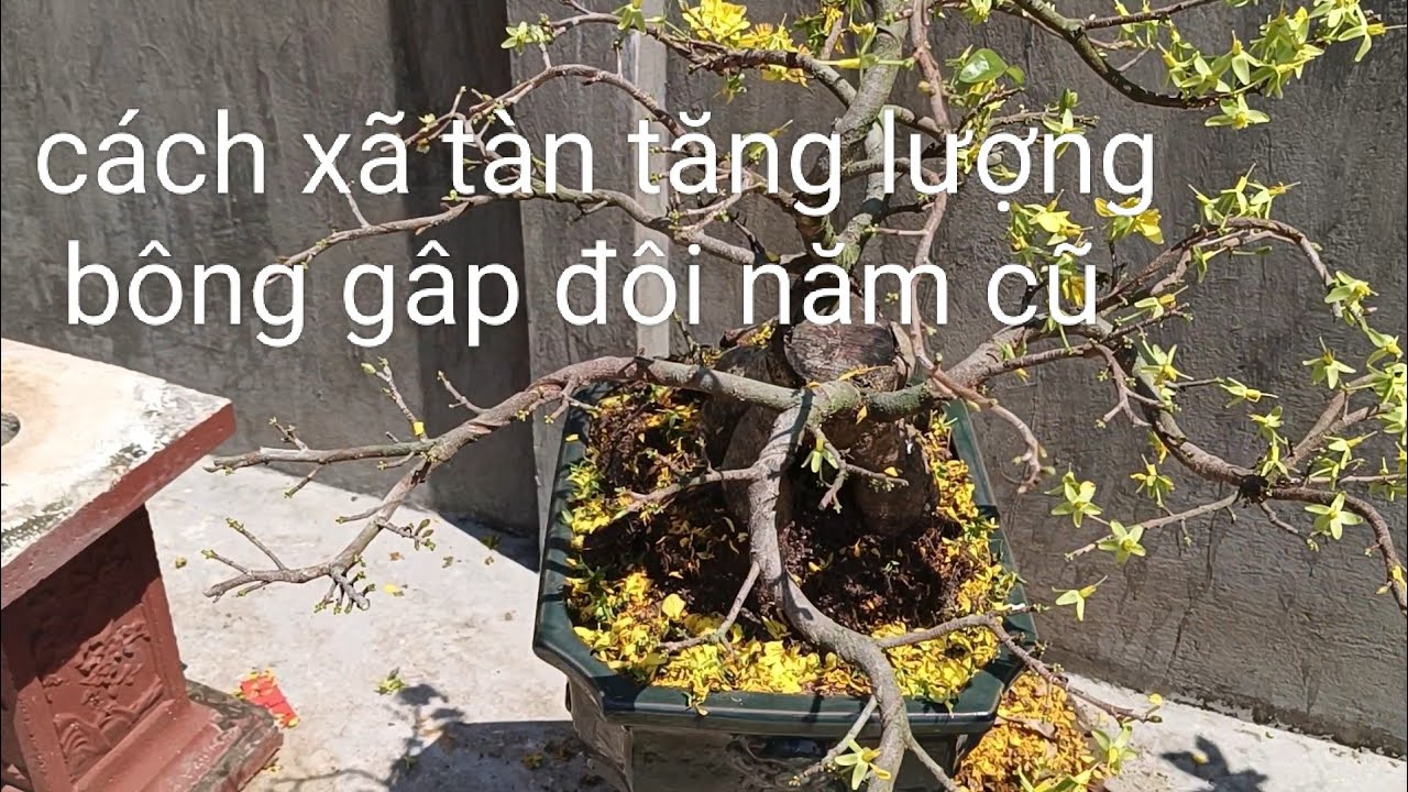 Một số kinh nghiệm xã tàn mai sau tết , cách xã tàn năm sau nhiều bông