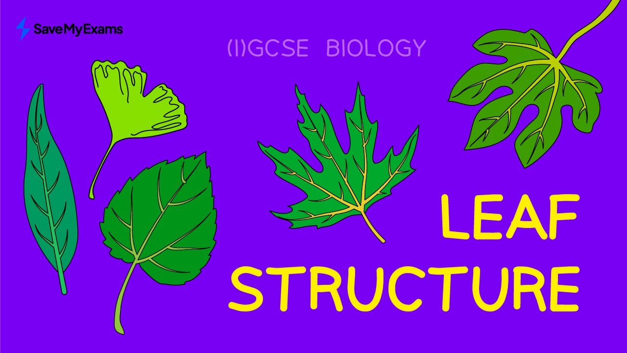Leaf Structure | GCSE Biology & IGCSE Biology Revision