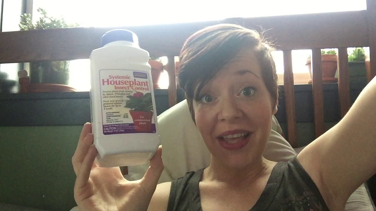 Best Pesticide I’ve Found For Mealy Bugs On Succulents