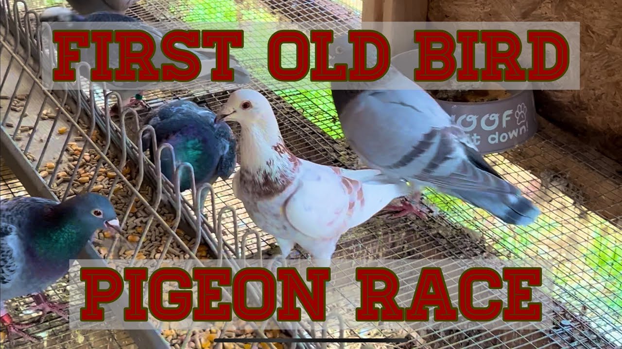 FIRST OLD BIRD PIGEON RACE (for me and the pigeons!)