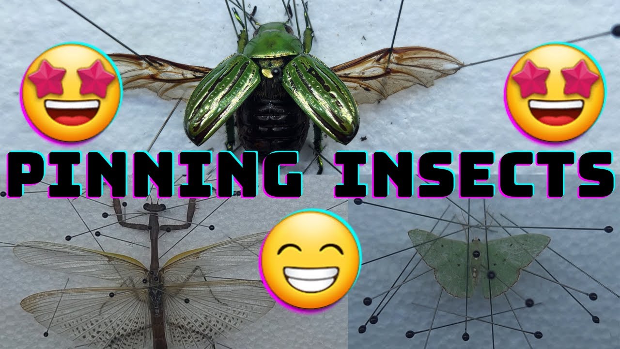 pinning bugs(🤩AWESOME PRAYING MANTIS🤩)(😊BEAUTIFUL BEETLE😊)(🤭PRETTY MOTH🤭)&(😃AMAZING PARASITIC WASP😃)