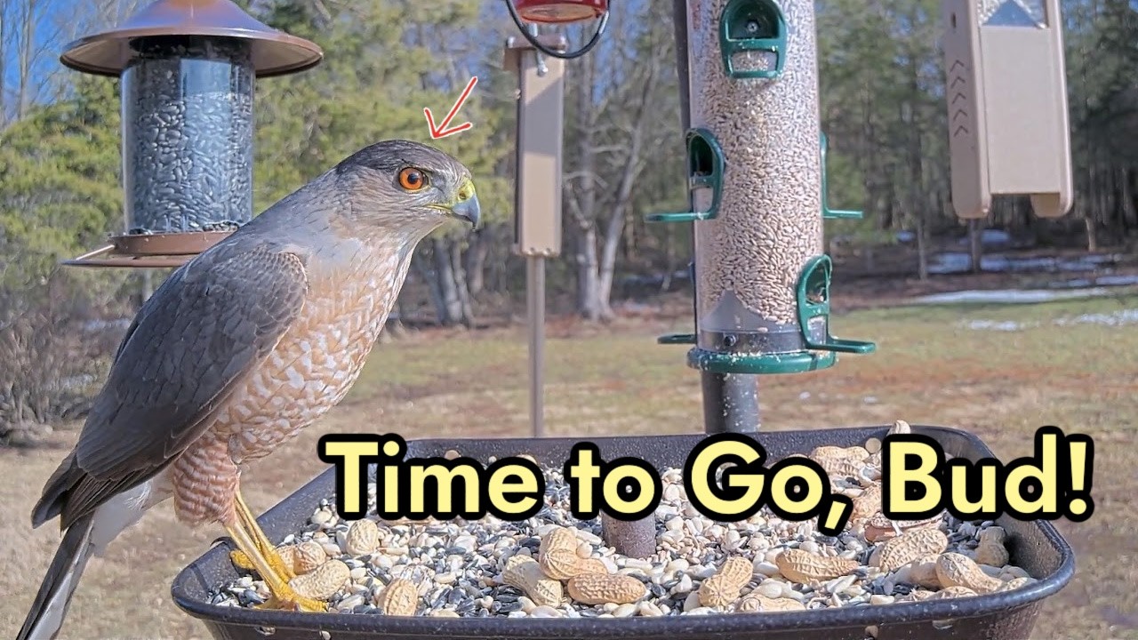 You've Overstayed Your Welcome, Mr.  Cooper!  | Cooper's Hawk Lands on Bird Feeder.