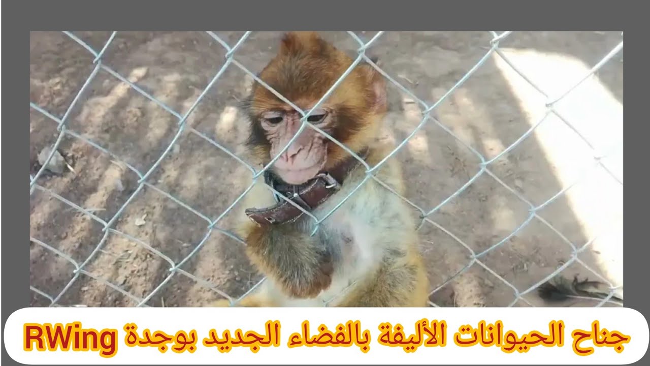 جناح الحيوانات الأليفة بالفضاء الجديد بوجدة RWing
