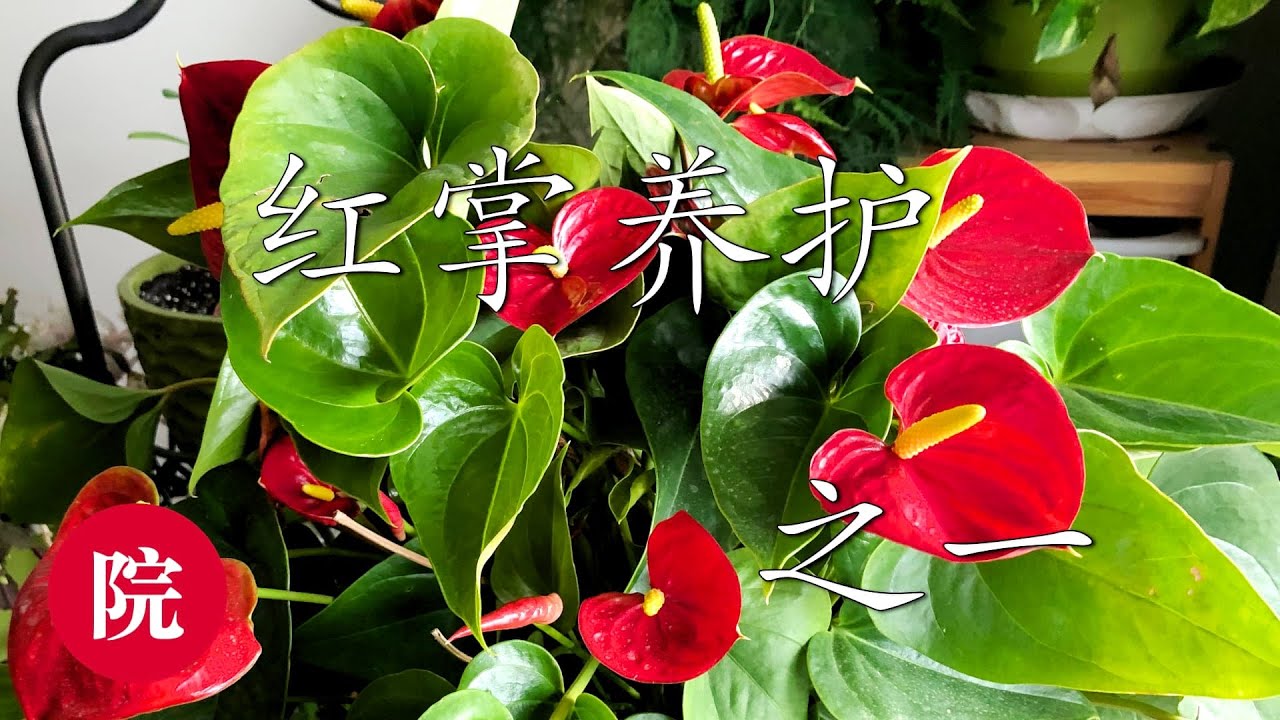 【彬彬有院】花 •067红掌的家庭养护之一