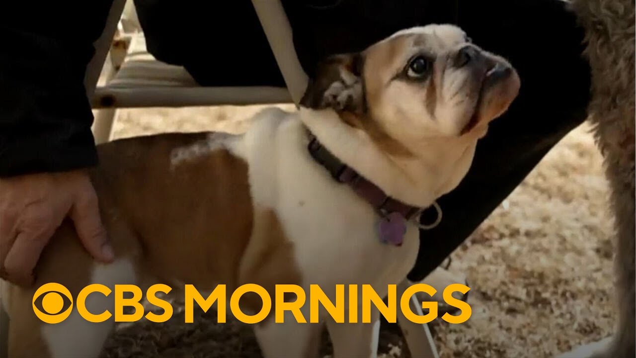 Bill Berloni turns rescue dogs into stars of stage and screen