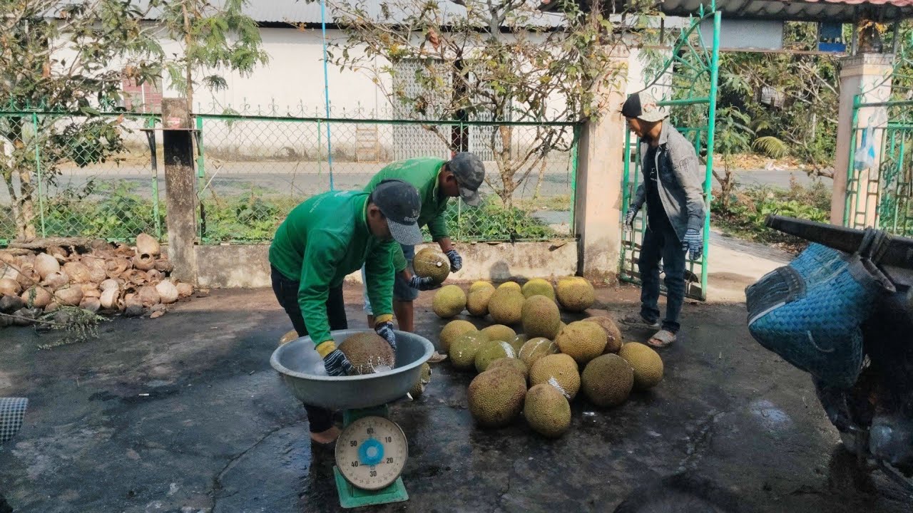 Nông dân hậu Giang thu hoạch mít ruột đỏ, vườn mít độc nhất miền Tây.
