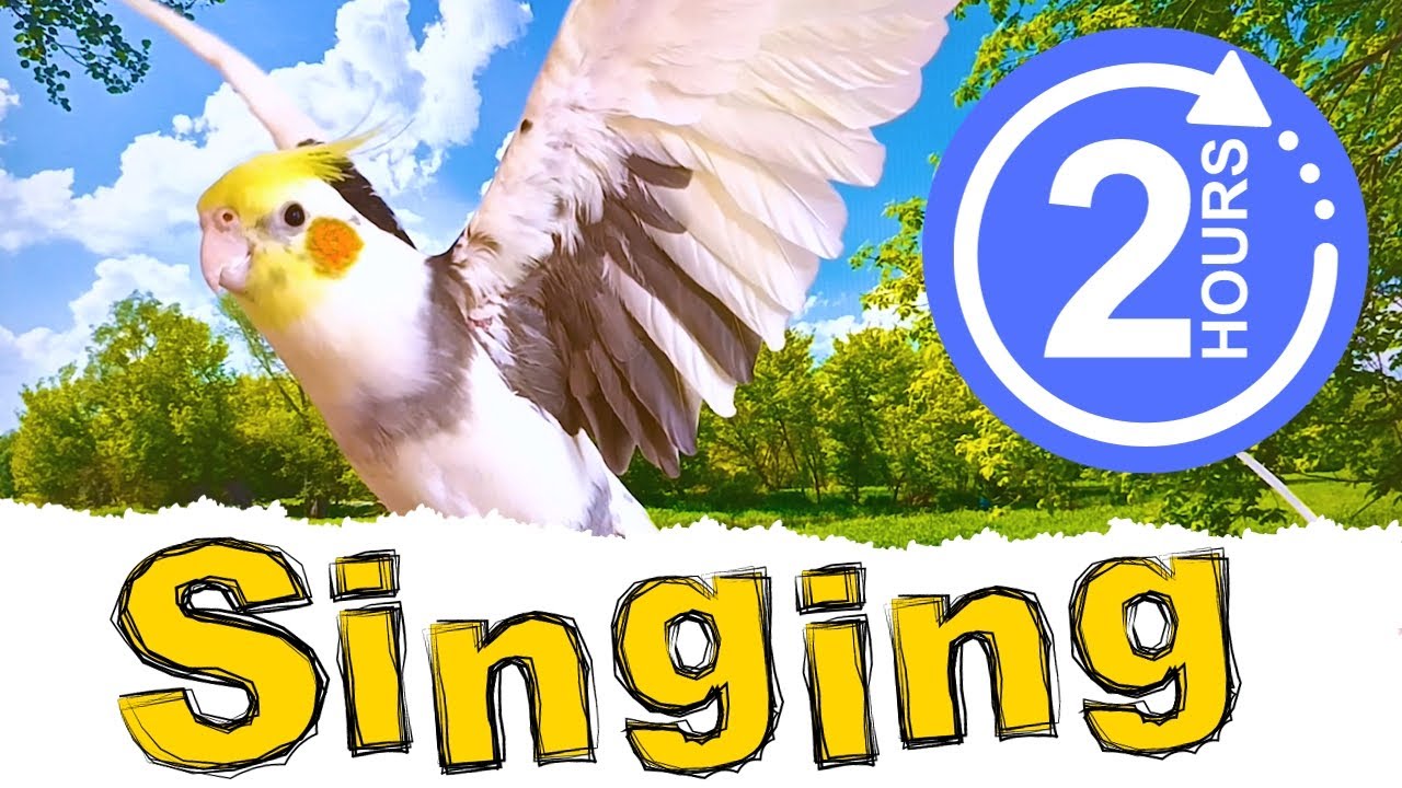 This Video Makes Your Cockatiel Singing🌿🦜
