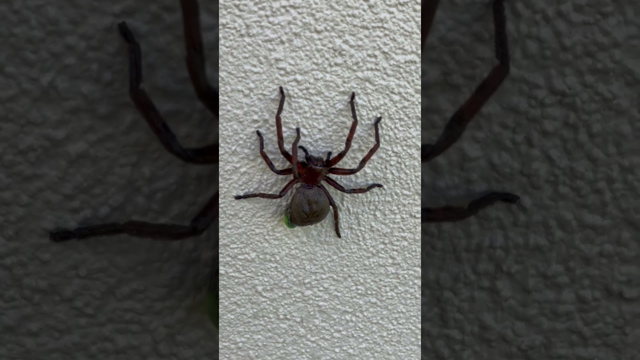 Huge Spider #dangerous #spider #exterminator #pestcontrol #insect