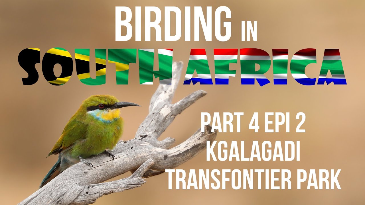 Birding in South Africa Part 4 Kgalagadi Transfontier Park Epi 2