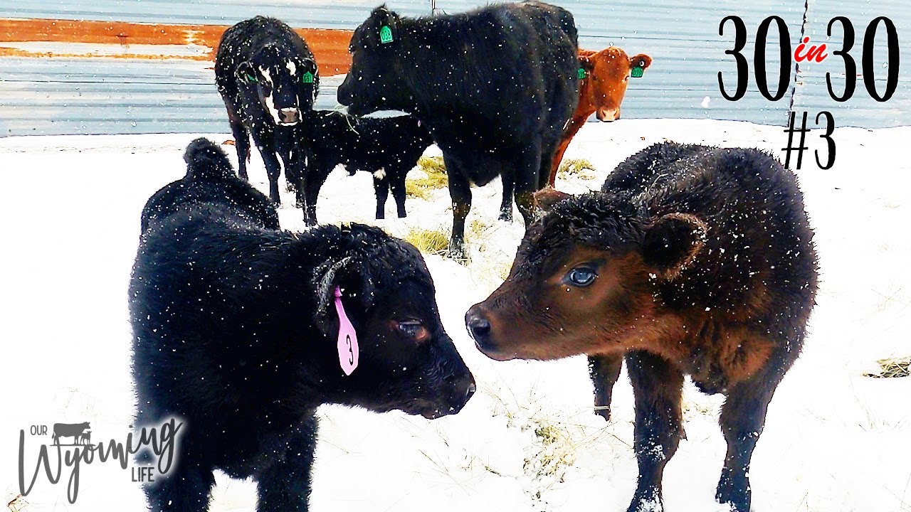 These Calves Will Make You Say Awwww! and A New Animal - 30in30 #3 2023