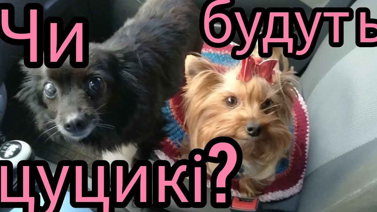 Пов'язала ВСІХ СОБАК🙄🙄🙄