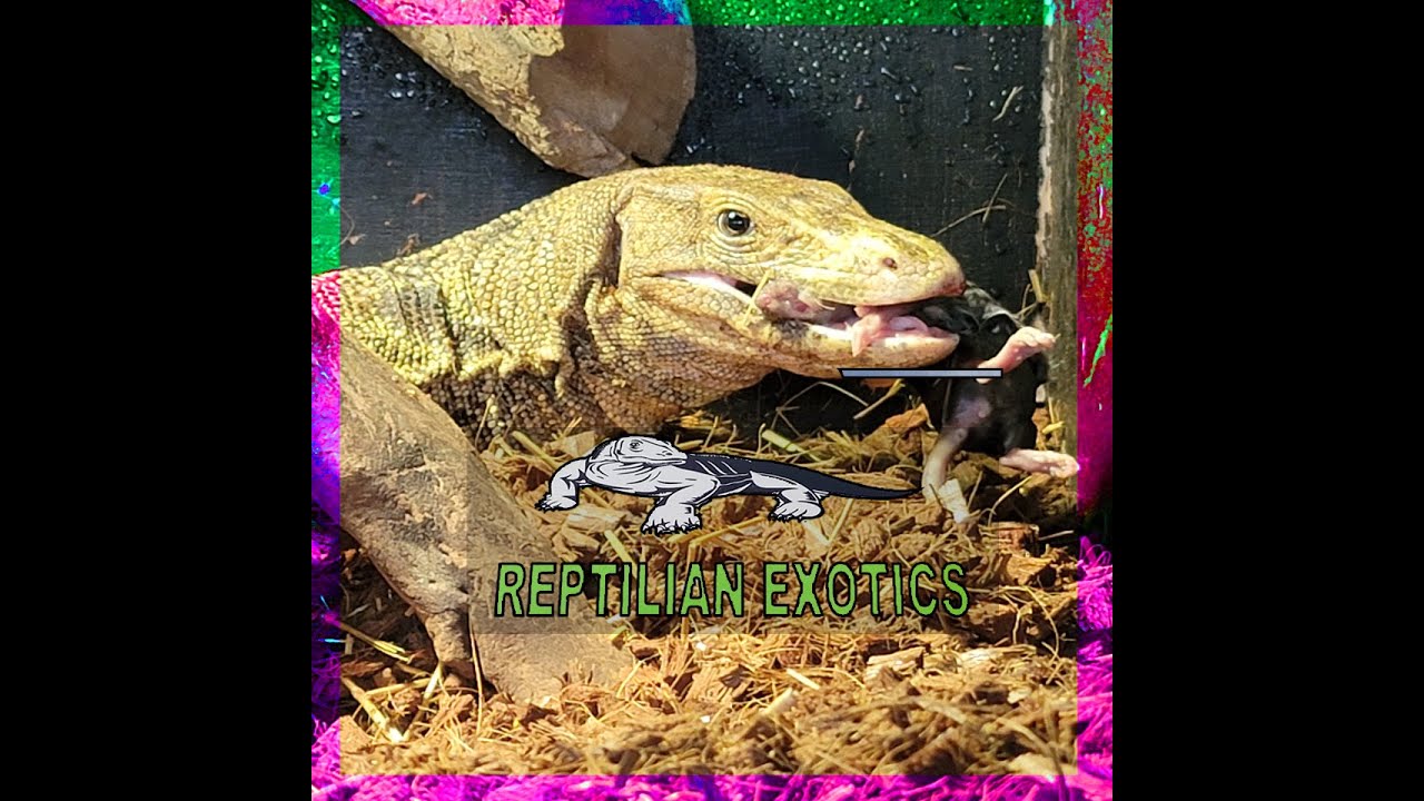 Water Monitor Nesting and egg Incubation 101