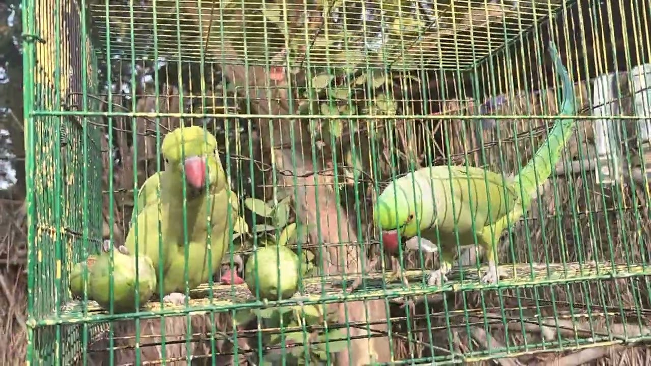 Jaldi jaldi yah video dekhiae