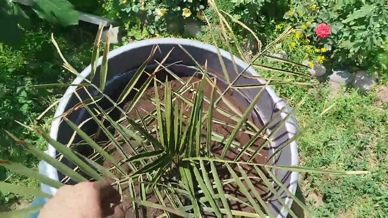 Плюсы и минусы выращивание финиковой пальмы в большом горшке