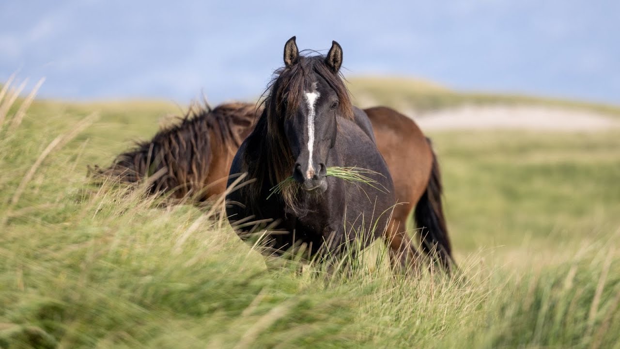 150 Sable Island wild horses died last winter, Parks Canada reports