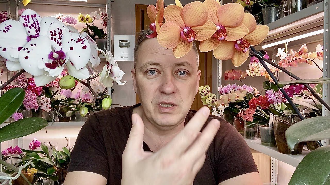 почему орхидеи перестал сажать в керамзит НЮАНСЫ полива орхидей